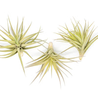 SALE - Tillandsia Aeranthos - Clavel del Aire - "Carnation of the Air" Air Plants