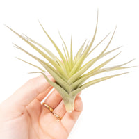 SALE - Tillandsia Aeranthos - Clavel del Aire - "Carnation of the Air" Air Plants