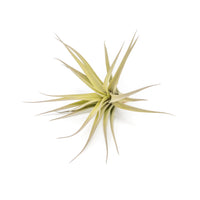 SALE - Tillandsia Aeranthos - Clavel del Aire - "Carnation of the Air" Air Plants