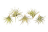 SALE - Tillandsia Aeranthos - Clavel del Aire - "Carnation of the Air" Air Plants