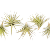 SALE - Tillandsia Aeranthos - Clavel del Aire - "Carnation of the Air" Air Plants