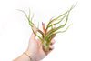 SALE - Large Tillandsia Air Plant Variety - Set of 10, 15, or 20 - 40% Off