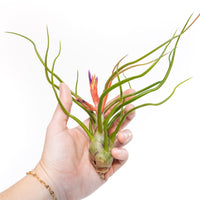 SALE - Large Tillandsia Air Plant Variety - Set of 10, 15, or 20 - 40% Off