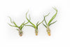 The Wild Things Collection of Tillandsia Air Plants - Set of 9 or 18