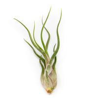 SALE - The Elegant Collection of Tillandsia Air Plants - Set of 10, 20, or 30 - 60% Off