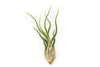 SALE - Large Tillandsia Air Plant Variety - Set of 10, 15, or 20 - 40% Off