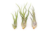 Tillandsia Caput Medusae Air Plants