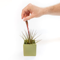 Ceramic Cube Container - Choose Your Custom Color and Tillandsia Air Plant
