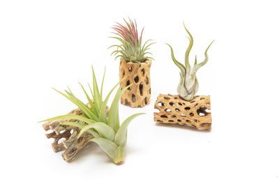 Natural Cholla Wood Containers with Assorted Tillandsia Air Plants - Set of 3