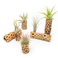 Natural Cholla Wood Container - 6 Inches Tall with Tillandsia Assorted Air Plants