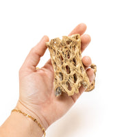 Natural Cholla Wood Container - 3 Inches Tall with Tillandsia Ionantha Air Plant