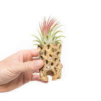 Natural Cholla Wood Container - 3 Inches Tall with Assorted Tillandsia Air Plants