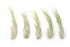 Large Tillandsia Circinata Air Plants / 5-8 Inch Plants