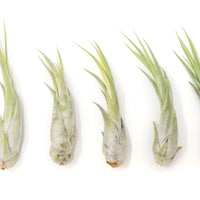 Large Tillandsia Circinata Air Plants / 5-8 Inch Plants