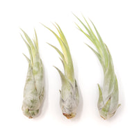 Large Tillandsia Circinata Air Plants / 5-8 Inch Plants