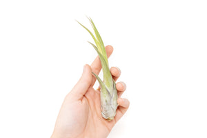 Large Tillandsia Circinata Air Plants / 5-8 Inch Plants