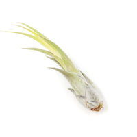 Large Tillandsia Circinata Air Plants / 5-8 Inch Plants