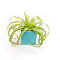 Sky Blue Ceramic Cube Container with Assorted Large Tillandsia Air Plant