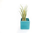 Sky Blue Ceramic Cube Container with Assorted Large Tillandsia Air Plant