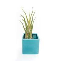 Sky Blue Ceramic Cube Container with Assorted Large Tillandsia Air Plant