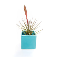 Sky Blue Ceramic Cube Container with Assorted Large Tillandsia Air Plant
