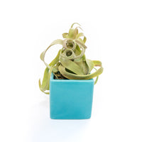 Sky Blue Ceramic Cube Container with Assorted Large Tillandsia Air Plant
