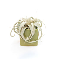 Ceramic Cube Container - Choose Your Custom Color and Tillandsia Air Plant