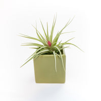 Ceramic Cube Container - Choose Your Custom Color and Tillandsia Air Plant