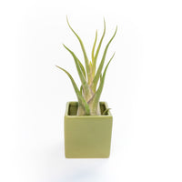 Ceramic Cube Container - Choose Your Custom Color and Tillandsia Air Plant