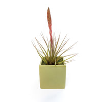 Ceramic Cube Container - Choose Your Custom Color and Tillandsia Air Plant