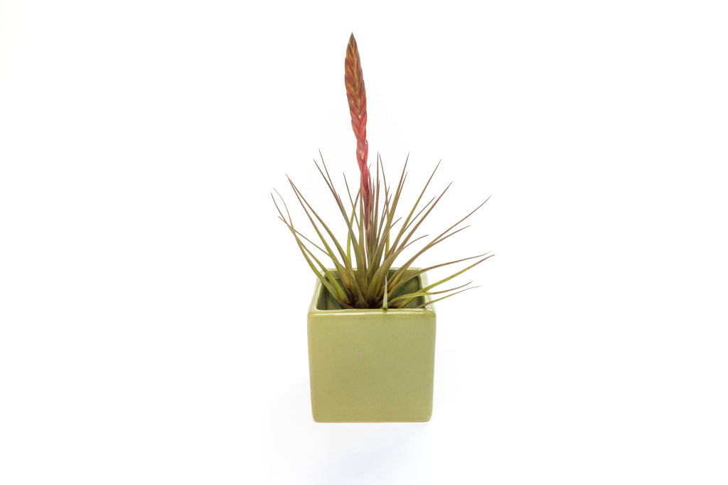 air plants in containers Avocado Green Ceramic Pot Cube Container with Custom Tillandsia Air Pl