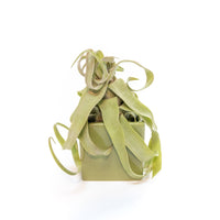 Ceramic Cube Container - Choose Your Custom Color and Tillandsia Air Plant
