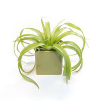 Avocado Green Ceramic Cube Container with Custom Tillandsia Air Plant