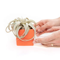 Ceramic Cube Container - Choose Your Custom Color and Tillandsia Air Plant