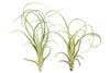 Tillandsia Curly Slim (T. Intermedia x T. Streptophylla) Air Plant