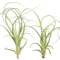 Tillandsia Curly Slim (T. Intermedia x T. Streptophylla) Air Plant