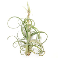 Tillandsia Curly Slim (T. Intermedia x T. Streptophylla) Air Plant
