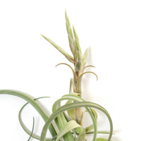Tillandsia Curly Slim (T. Intermedia x T. Streptophylla) Air Plant