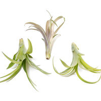 Tillandsia Flabellata Air Plants