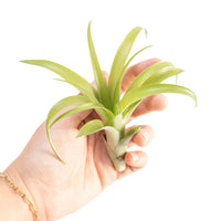 Tillandsia Flabellata Air Plants