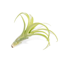 Tillandsia Flabellata Air Plants