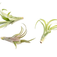 Tillandsia Flabellata Air Plants