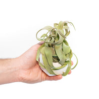 White Geometric Ceramic Container with Custom Premium Tillandsia Air Plant