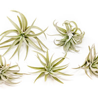 Tillandsia Harrisii Air Plants