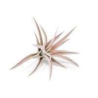 SALE - The Elegant Collection of Tillandsia Air Plants - Set of 10, 20, or 30 - 60% Off