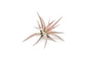 Tillandsia Harrisii Air Plants - Set of 10, 15, or 20