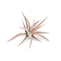 Tillandsia Harrisii Air Plants - Set of 10, 15, or 20