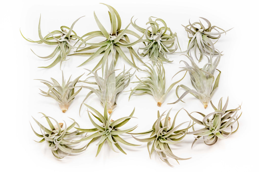 Tillandsia Harrisii Air Plants - Set of 10, 15, or 20