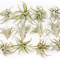 Tillandsia Harrisii Air Plants