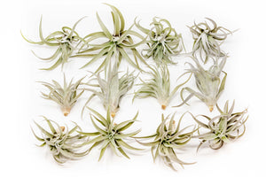 Tillandsia Harrisii Air Plants - Set of 10, 15, or 20
